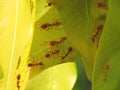Ants help build their new nest on young leaves of the mango tree. A red ant fire ant, Solenopsis geminate Royalty Free Stock Photo