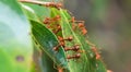 Ants help each other to build ant nest, unity concept Royalty Free Stock Photo