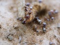 Ants are helping to carry food in unity