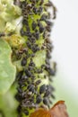 The ants herd aphids on a plant stem in the vegetable garden Royalty Free Stock Photo