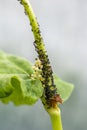 The ants herd aphids on a plant stem in the vegetable garden Royalty Free Stock Photo