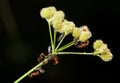 Ants herds aphids Royalty Free Stock Photo