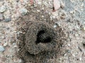 ants home in heart shape on ground