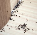 Ants in the house Royalty Free Stock Photo