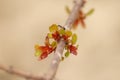 Ants making colony on Hamelia Patens (hummingbird bush) plant