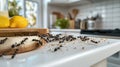 Ants Infestation Pest Control Problem in Kitchen, Unhygienic Countertop With Scattered Crumbs Royalty Free Stock Photo