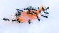 Ants insect eating their food an eusocial insects of the family Formicidae Camponotus compressus stock photo