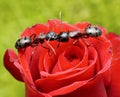 Ants kiss on rose Royalty Free Stock Photo