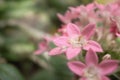 Ants kissing on the pink flower