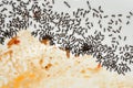 Ants in the Kitchen Royalty Free Stock Photo