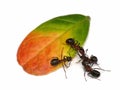 Ants on leaf Royalty Free Stock Photo