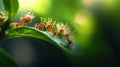 Red Ants Teamwork on Green Leaf, Macro Nature Photography Royalty Free Stock Photo