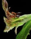 Ants on leaf flower with larvas Royalty Free Stock Photo