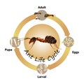 Ants Life Cycle object vector on white background.Isolated. Royalty Free Stock Photo