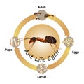 Ants Life Cycle object vector on white background.Isolated.