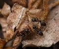 Ants live naturally at the ground leaf