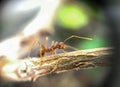 ants are looking for food on branches tree Royalty Free Stock Photo