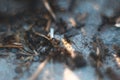 Ants macro with blurred background. Royalty Free Stock Photo