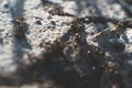 Ants macro with blurred background. Royalty Free Stock Photo