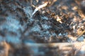 Ants macro with blurred background. Royalty Free Stock Photo