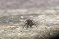 Ants macro on wooden table