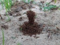 Ants are making their home and Digging the soil. Royalty Free Stock Photo