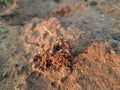 Ants are making their home and Digging the soil. Royalty Free Stock Photo