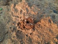 Ants are making their home and Digging the soil. Royalty Free Stock Photo