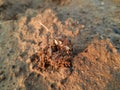 Ants are making their home and Digging the soil. Royalty Free Stock Photo