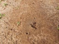 Ants are making their home and Digging the soil Royalty Free Stock Photo