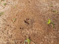 Ants are making their home and Digging the soil Royalty Free Stock Photo