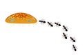 Ants marching in line row toward bread. Ants colony and food isolated on white background.