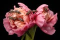 ants marching on a peony bud Royalty Free Stock Photo