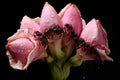 ants marching on a peony bud Royalty Free Stock Photo