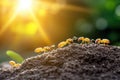 Ants marching on soil near seedling in sunlit environment Royalty Free Stock Photo