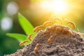 Ants marching on soil near seedling in sunlit environment Royalty Free Stock Photo
