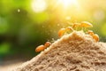 Ants marching on soil near seedling in sunlit environment Royalty Free Stock Photo