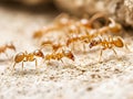 ants marching on a textured surface Royalty Free Stock Photo
