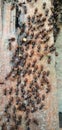 ants marching on the wood while carrying their food.