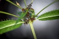 Ants melking some aphids on a green plant in a german forest - macro shot (ant caring for aphids, symbiosis) Royalty Free Stock Photo