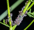 Ants milking aphids black aphids