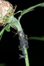 Ants milking plant lice Royalty Free Stock Photo