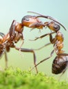 Ants, mother love concept Royalty Free Stock Photo