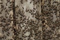 Ants moving actively on an aged wooden surface