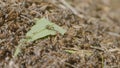 Ants moving in anthill Marco many insects background. Closeup life of ants on the top of anthill Royalty Free Stock Photo