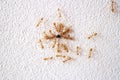 Ants moving food.White cement floor. Royalty Free Stock Photo