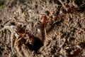 Ants near the anthil