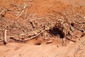 Ants near burrow and wooden shelter Royalty Free Stock Photo