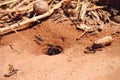 Ants near burrow Royalty Free Stock Photo