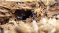 ants nest ant working close up Royalty Free Stock Photo